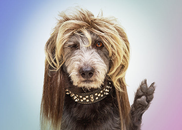 dog with a mullet