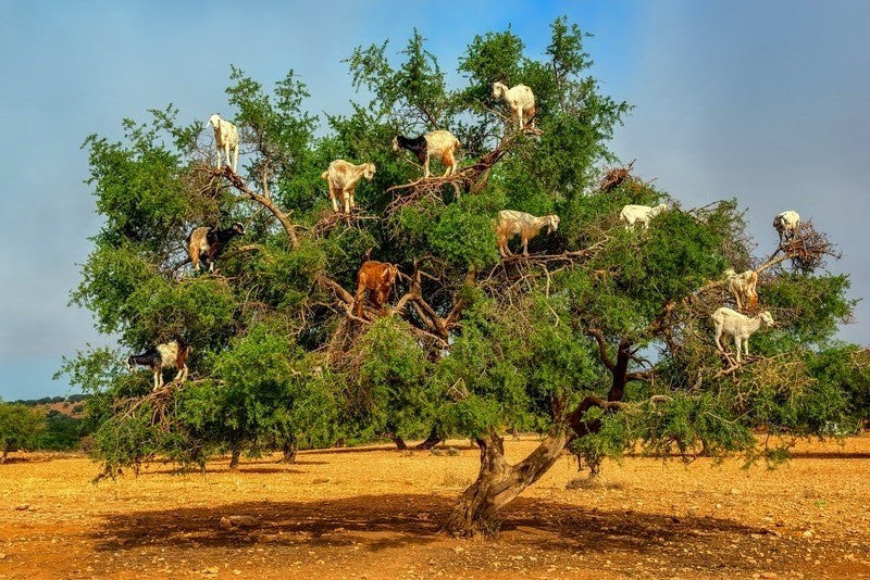 goats in an argan tree